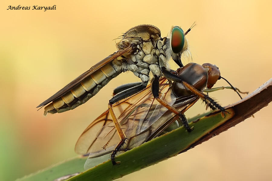 Macro Photography Sharing "Khusus Serangga"