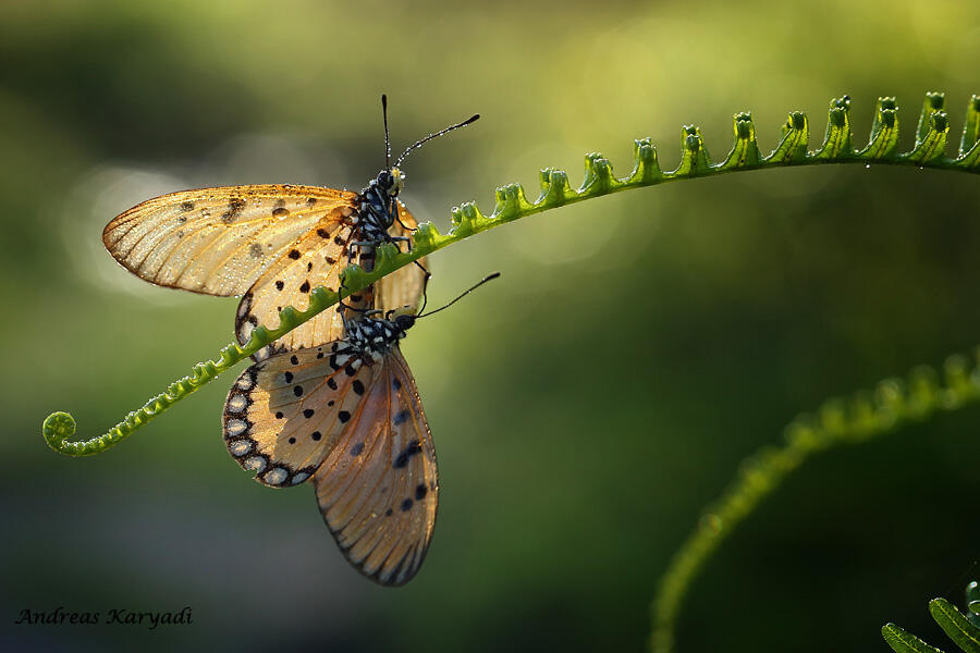 Macro Photography Sharing "Khusus Serangga"