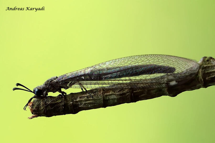 Macro Photography Sharing "Khusus Serangga"