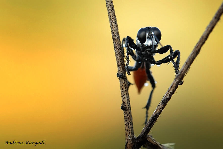 Macro Photography Sharing "Khusus Serangga"