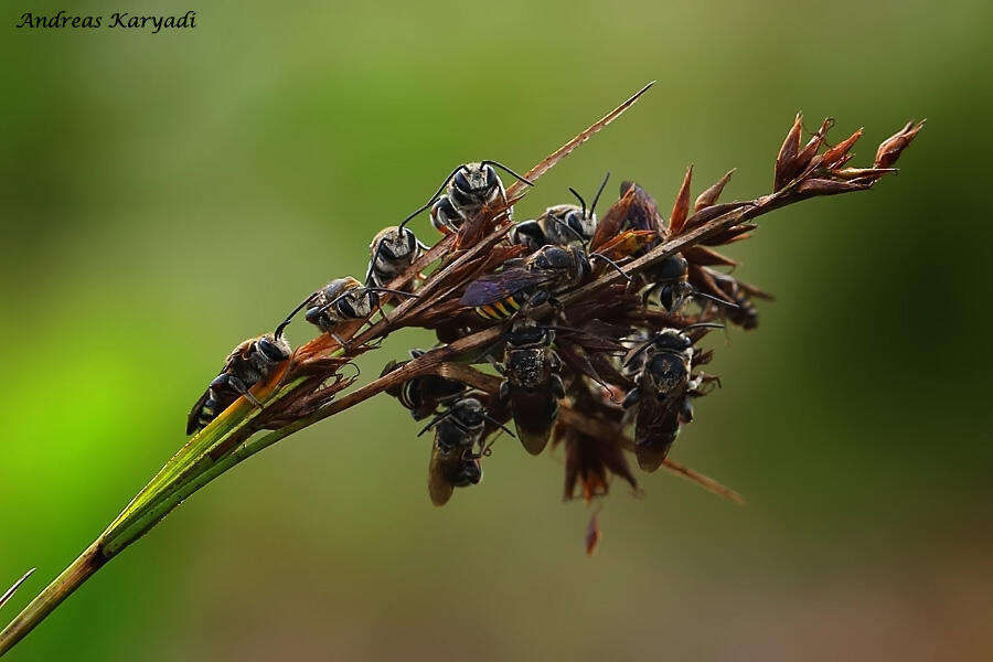 Macro Photography Sharing "Khusus Serangga"