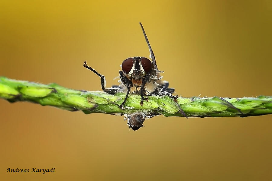 Macro Photography Sharing "Khusus Serangga"