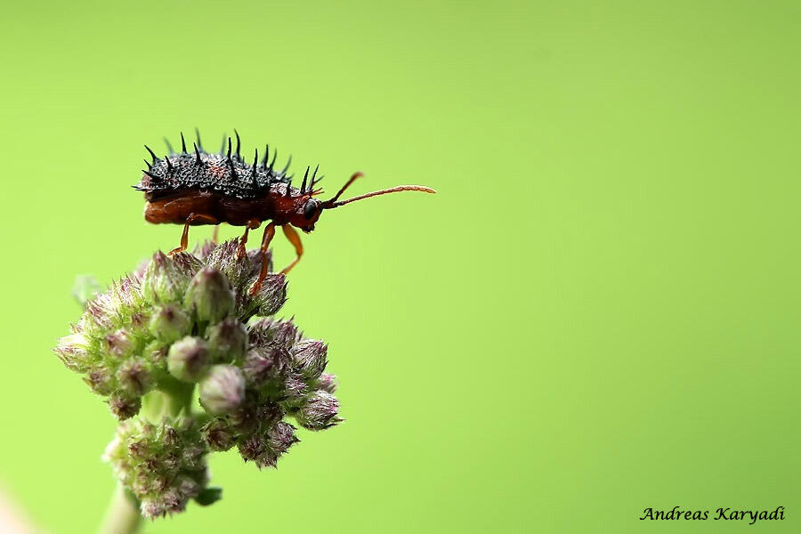 Macro Photography Sharing "Khusus Serangga"