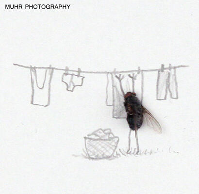 Fly Art Seni Laler Is Dead :D