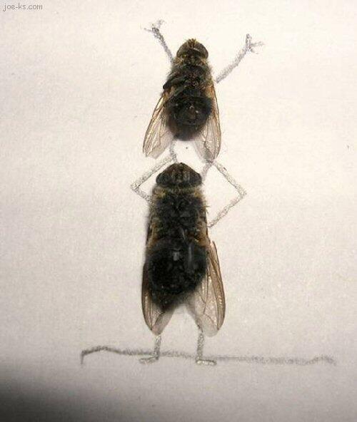 Fly Art Seni Laler Is Dead :D