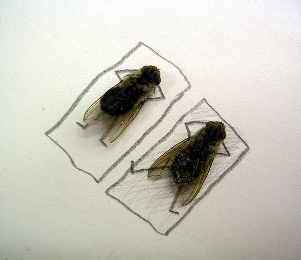 Fly Art Seni Laler Is Dead :D