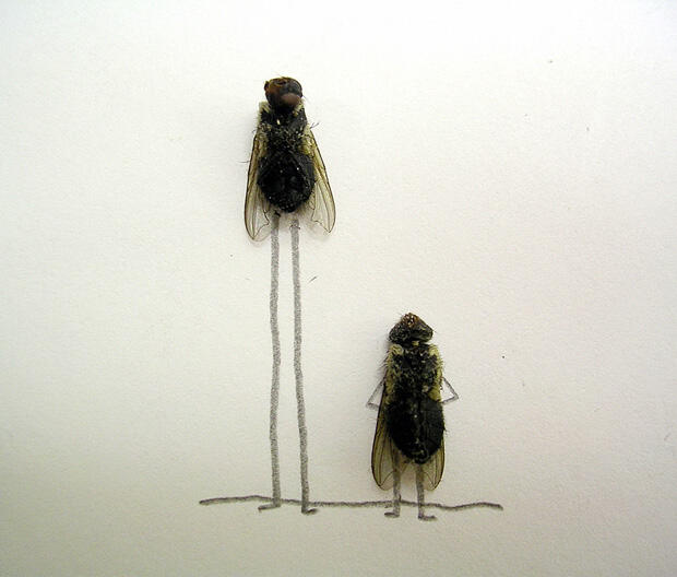 Fly Art Seni Laler Is Dead :D