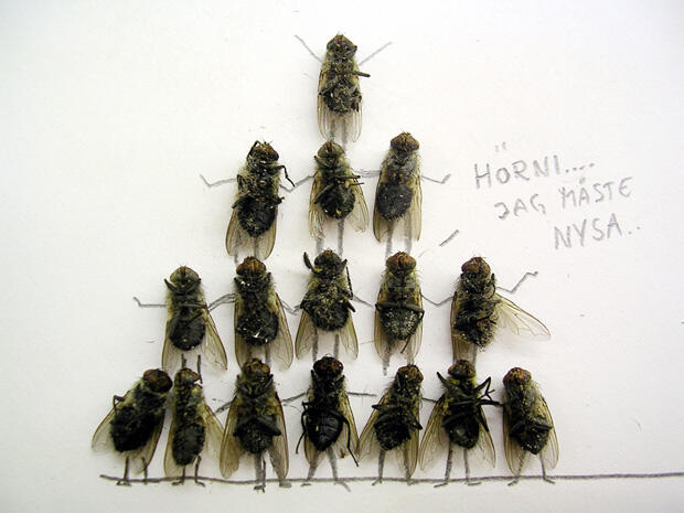 Fly Art Seni Laler Is Dead :D