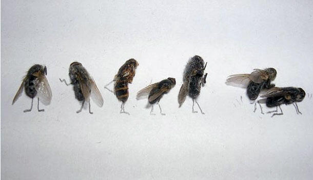 Fly Art Seni Laler Is Dead :D