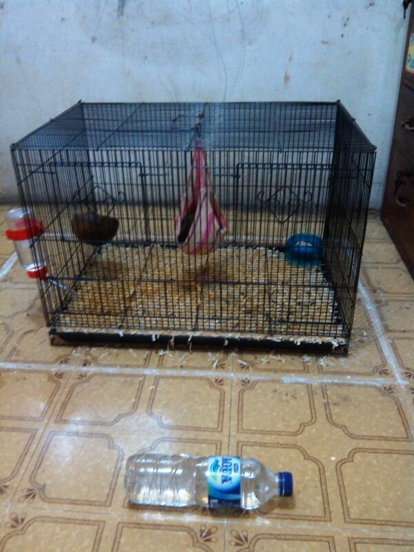 WTS : Sugar glider Full Equipment