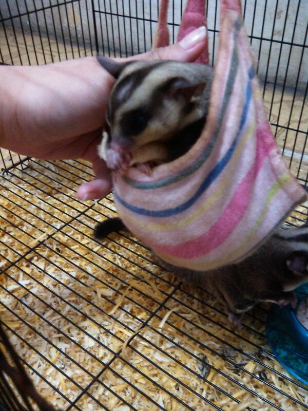 WTS : Sugar glider Full Equipment