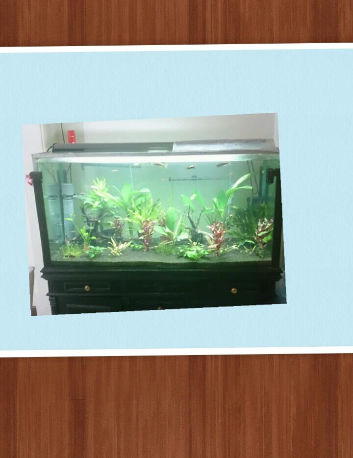 Terjual WTS aquarium  lemari  kayu  120x50x60 KASKUS