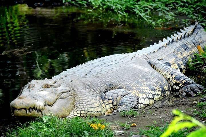 FOTO DI ZOO YOGYAKARTA GAN