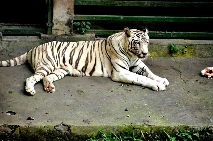 FOTO DI ZOO YOGYAKARTA GAN