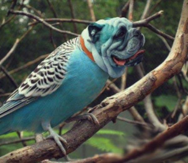 ANE MAU TANYA GAN..??? BURUNG APA INI ..???