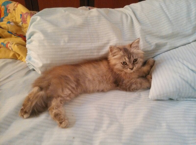 KITTEN PERSIA MEDIUM 4 BULAN SIAP DIADOPSI CIMAHI