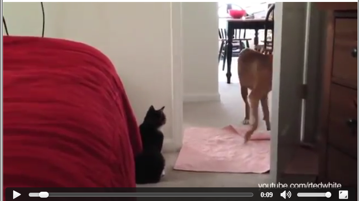Kata Siapa Kucing Selalu Takut Dengan Anjing ? Ini Kebalikannya (0_0)/