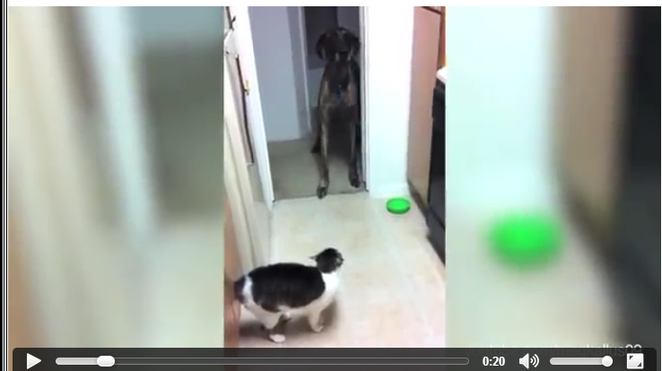 Kata Siapa Kucing Selalu Takut Dengan Anjing ? Ini Kebalikannya (0_0)/