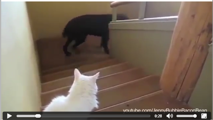 Kata Siapa Kucing Selalu Takut Dengan Anjing ? Ini Kebalikannya (0_0)/