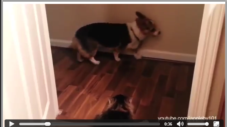 Kata Siapa Kucing Selalu Takut Dengan Anjing ? Ini Kebalikannya (0_0)/
