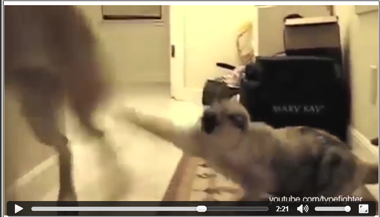 Kata Siapa Kucing Selalu Takut Dengan Anjing ? Ini Kebalikannya (0_0)/
