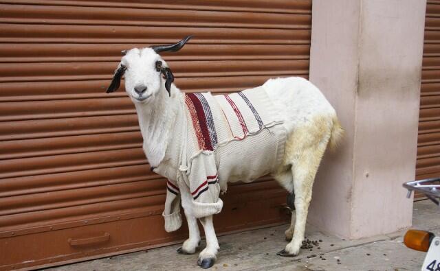 Di India, Kambing Mengenakan Sweater Selama Musim Dingin