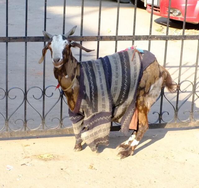 Di India, Kambing Mengenakan Sweater Selama Musim Dingin