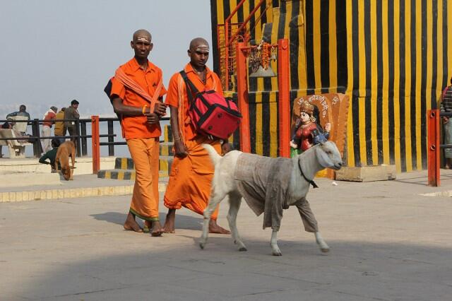 Di India, Kambing Mengenakan Sweater Selama Musim Dingin