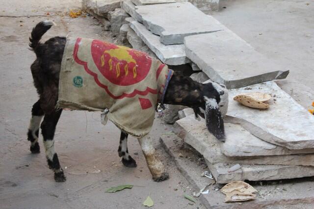 Di India, Kambing Mengenakan Sweater Selama Musim Dingin