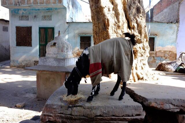 Di India, Kambing Mengenakan Sweater Selama Musim Dingin