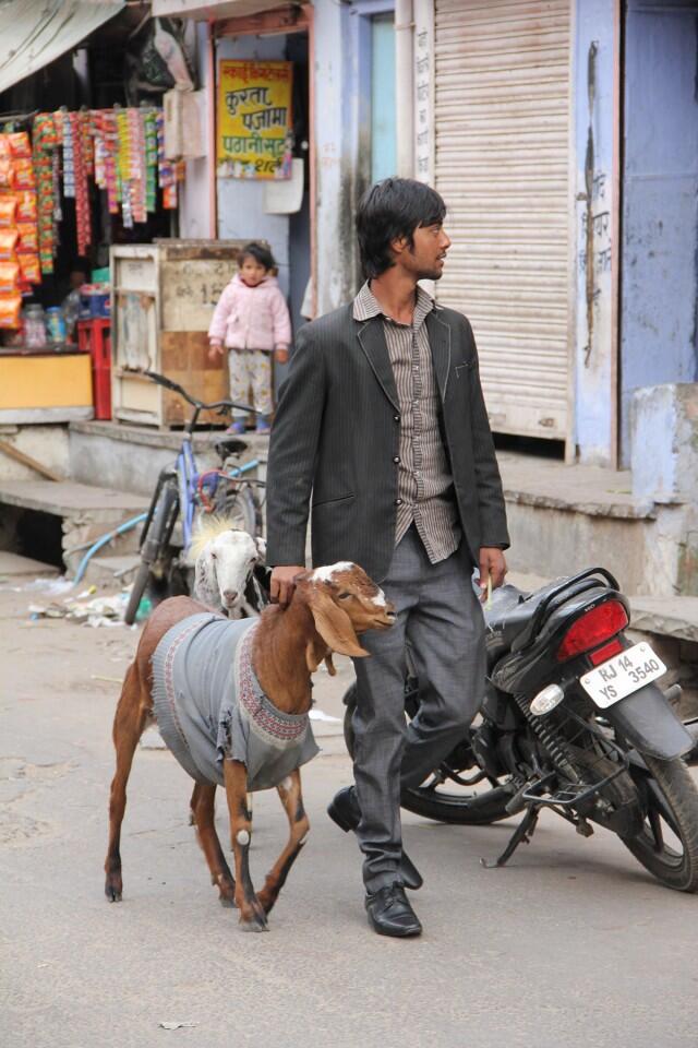 Di India, Kambing Mengenakan Sweater Selama Musim Dingin