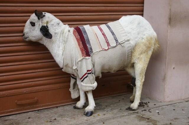 Di India, Kambing Mengenakan Sweater Selama Musim Dingin
