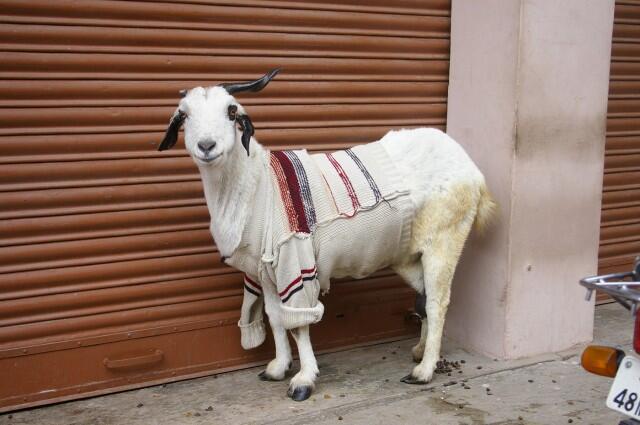 Di India, Kambing Mengenakan Sweater Selama Musim Dingin