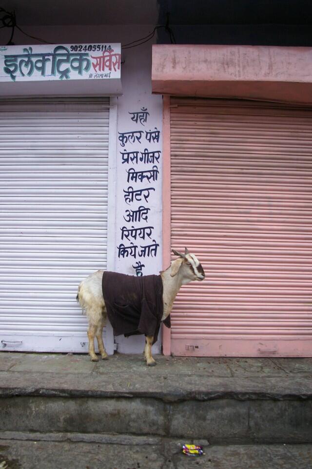Di India, Kambing Mengenakan Sweater Selama Musim Dingin