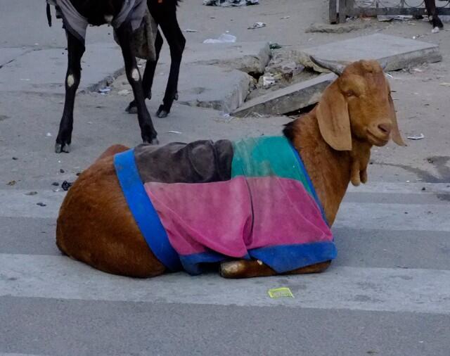 Di India, Kambing Mengenakan Sweater Selama Musim Dingin