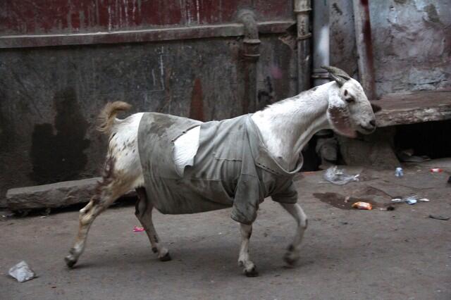 Di India, Kambing Mengenakan Sweater Selama Musim Dingin