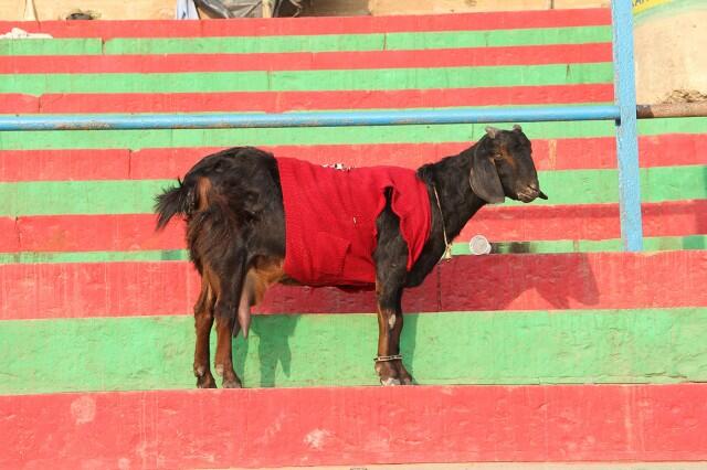 Di India, Kambing Mengenakan Sweater Selama Musim Dingin