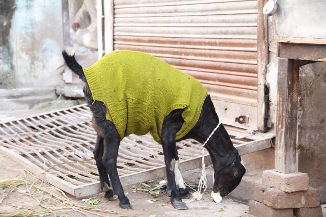 Di India, Kambing Mengenakan Sweater Selama Musim Dingin