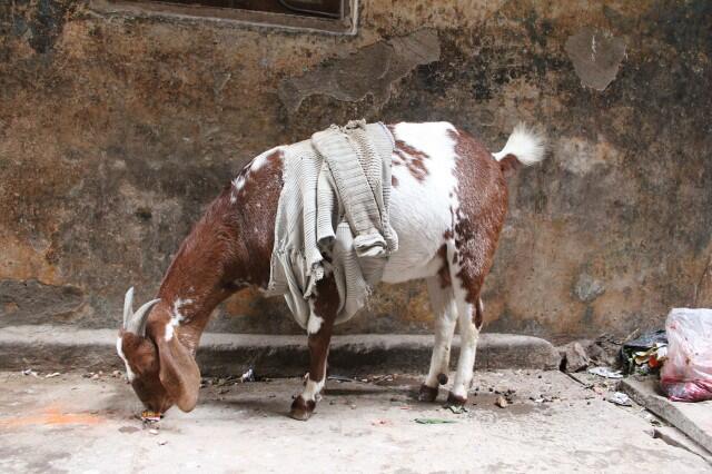 Di India, Kambing Mengenakan Sweater Selama Musim Dingin