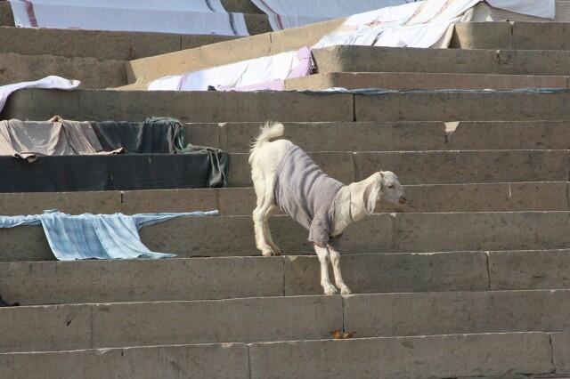 Di India, Kambing Mengenakan Sweater Selama Musim Dingin