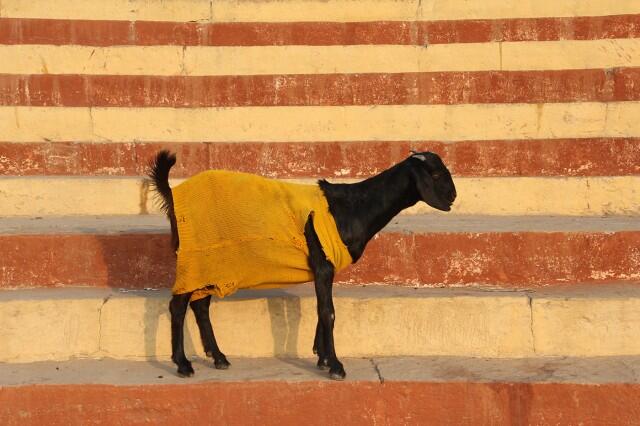Di India, Kambing Mengenakan Sweater Selama Musim Dingin