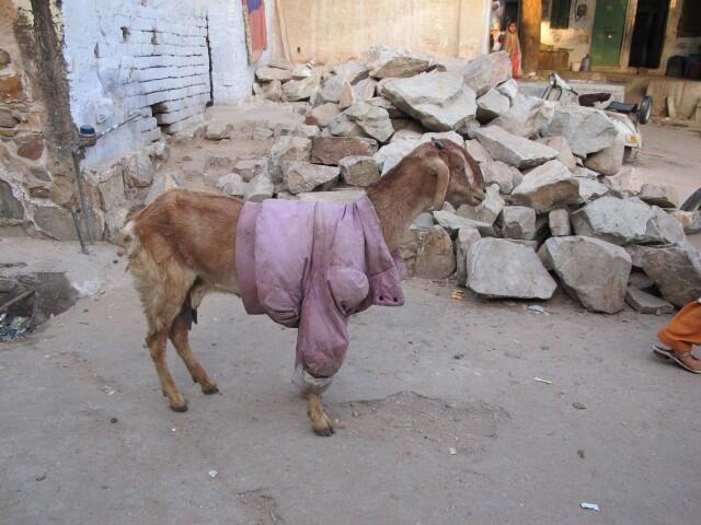 Di India, Kambing Mengenakan Sweater Selama Musim Dingin