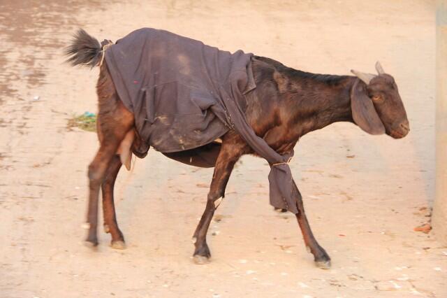 Di India, Kambing Mengenakan Sweater Selama Musim Dingin