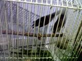 JALAK NIAS DAN JALAK KEBO mata putih MASIH MUDA. BANDUNG