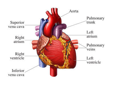 Jam Kerja Organ-organ Tubuh Kita (HARUS TAU)