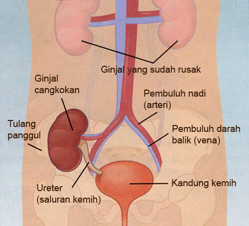 Jam Kerja Organ-organ Tubuh Kita (HARUS TAU)