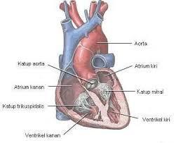 Jam Kerja Organ-organ Tubuh Kita (HARUS TAU)