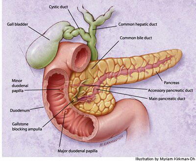 Jam Kerja Organ-organ Tubuh Kita (HARUS TAU)