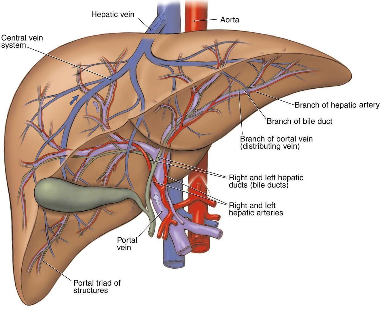 Jam Kerja Organ-organ Tubuh Kita (HARUS TAU)