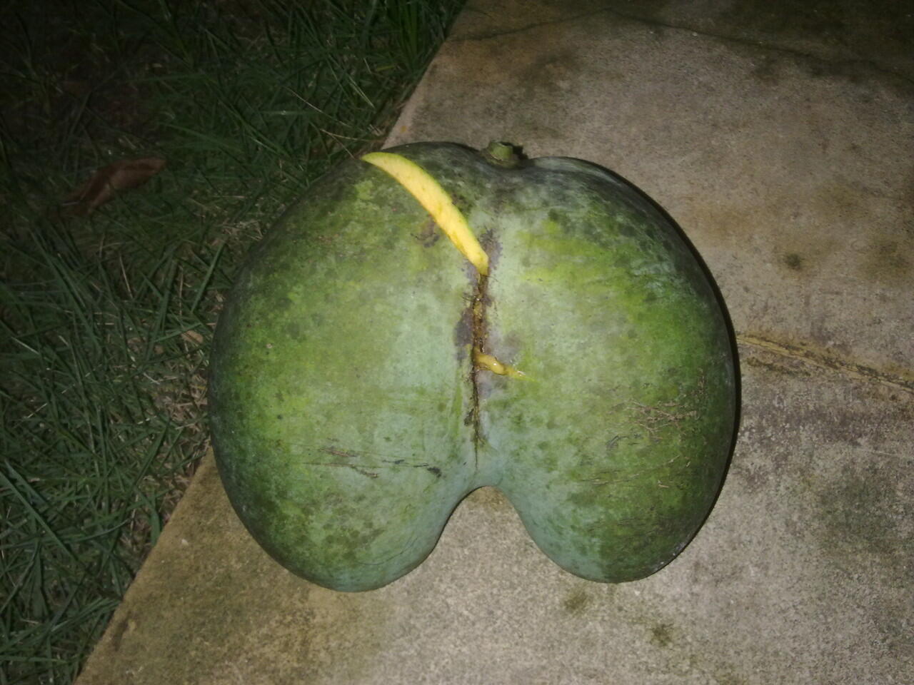 Buah Mangga ane bentuknya mirip apa ya? (Penasaran,,, masuk aja!)